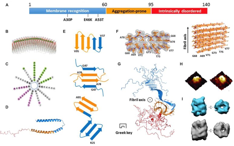 MemPro™ Cell-Based Synuclein Production