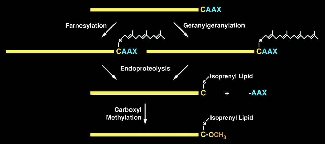MemProTM CAAX protease