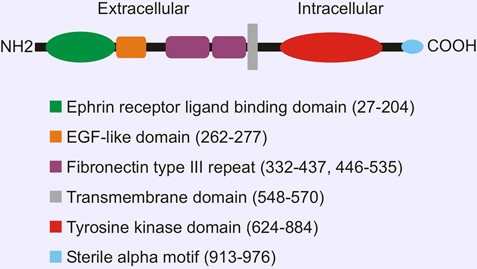 MemProTM EPHA1