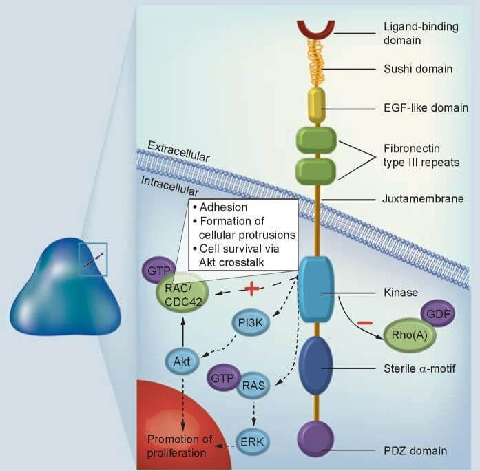 MemProTM EPHA3