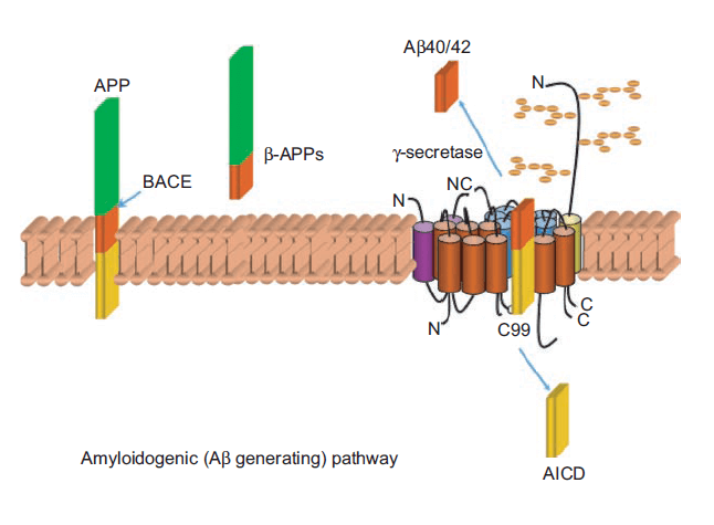 MemProTM Gamma secretase