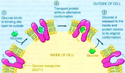 MemProTM Glucose transporter