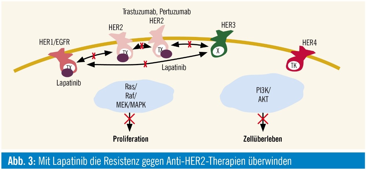 MemPro™ HER4/ErbB4