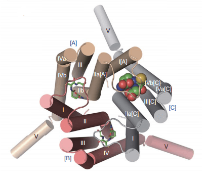 MemProTM Leukotriene C4 synthase