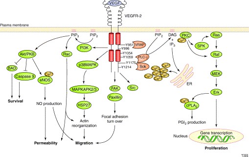 MemProTM VEGF receptors