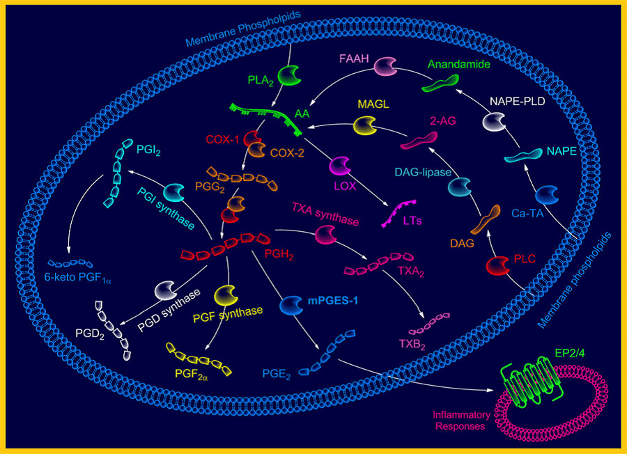 MemProTM Microsomal prostaglandin E synthase