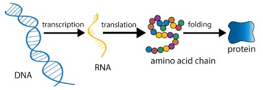 Figure1. Protein expression begins with DNA