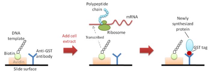  Figure 2. An example of cell-free protein synthesis