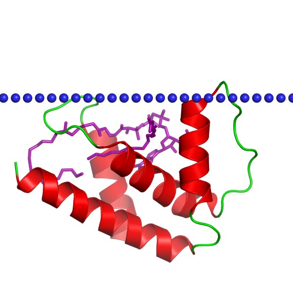 Mempro™ Acyl CoA Binding Protein (ACBP) Production Using Virus-Like Particles