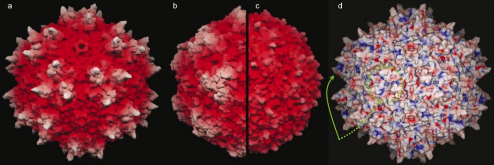 Mempro™ Adeno-associated Virus (AAV) for Virus-like Particles (VLPs) 