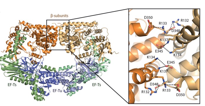 Mempro™ Bacteriophage Qβ for Virus-like Particles (VLPs) 