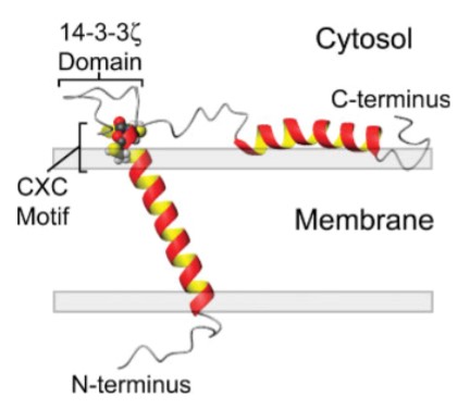 Mempro™ Cell-Based Stannin Production