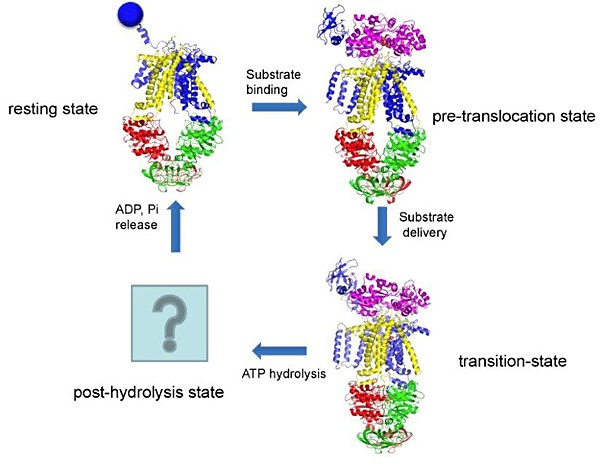 Mempro™ Cell-Based ABC Transporters Production