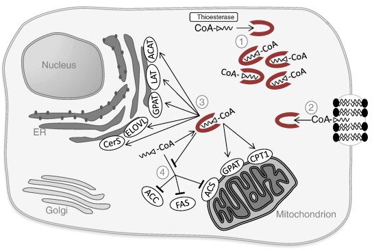 Mempro™ Cell-Based Acyl-CoA-binding Protein Production