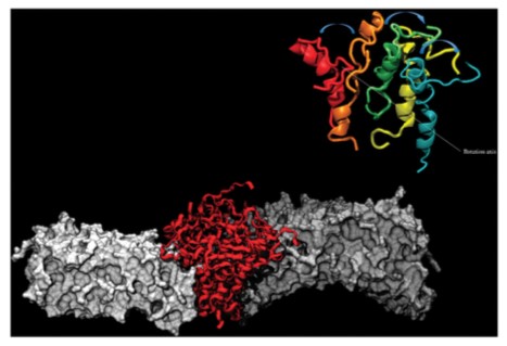 Mempro™ Cell-Based Amyloid Beta-sheet Peptides Production