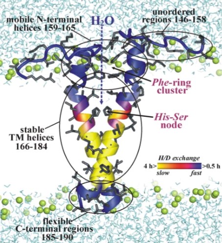 Mempro™ Cell-Based BNip3 Protein Family Production