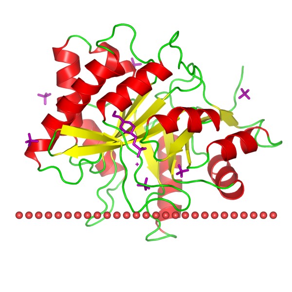 Mempro™ Cell-Based DNase I-like Protein Production