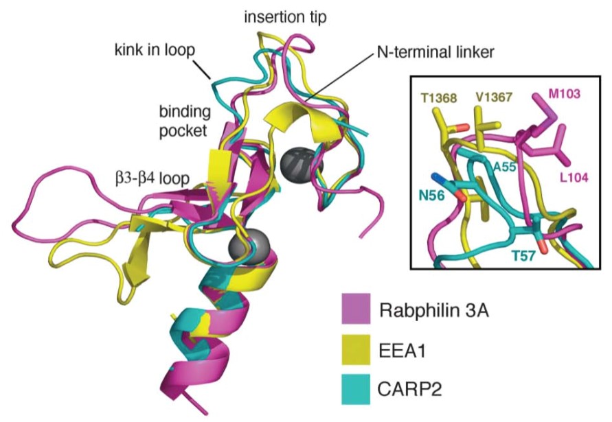 Mempro™ Cell-Based FYVE/PHD Zinc Finger Protein Production