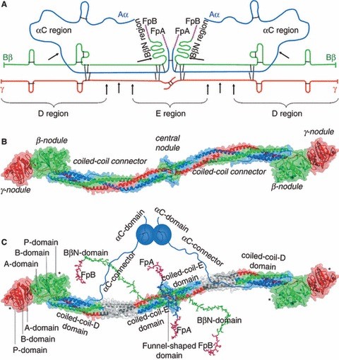 Mempro™ Cell-Based Fibrinogen Production