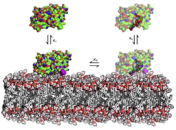 Mempro™ Cell-Based Glycolipid Transfer Protein Production