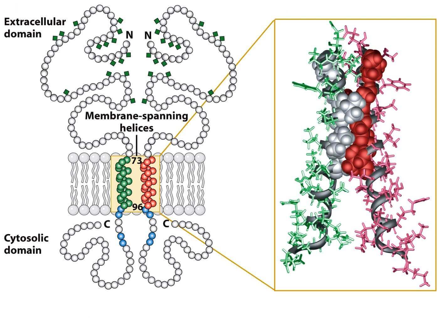 Mempro™ Cell-Based Glycophorin Production