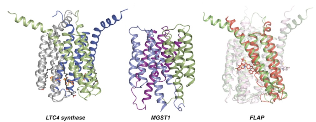 Mempro™ Cell-Based MAPEG Superfamily Production