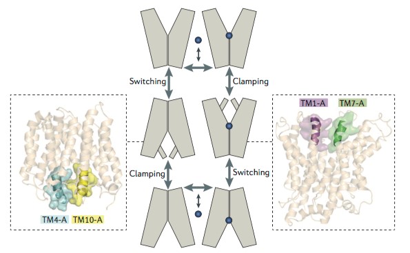 Mempro™ Cell-Based Major Facilitator Superfamily (MFS) Production