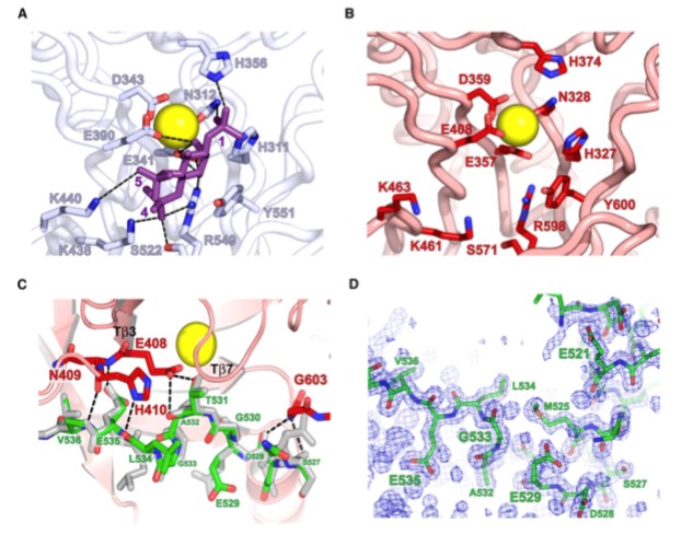 Mempro™ Cell-Based PLC-like Phosphodiesterase Production