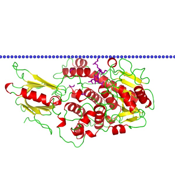 Mempro™ Cell-Based Phosphotyrosine Protein Phosphatases II Production