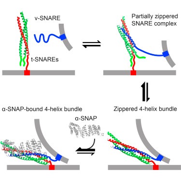 Mempro™ Cell-Based SNARE Complex Production