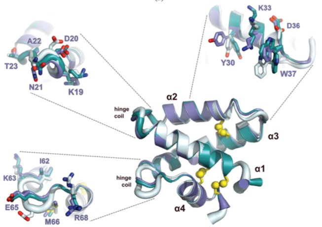 Mempro™ Cell-Based Saposin Production