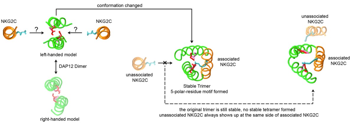 Mempro™ Cell-Based TYROBP Production
