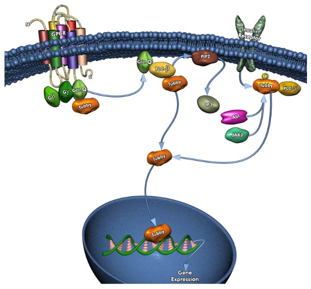 Mempro™ Cell-Based Transcriptional Factor Tubby Production