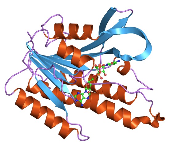 Cell-Based Transmembrane Proteins with NAD(P)-binding Rossmann-fold Domains Productio