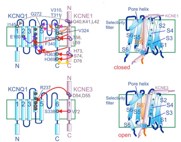 Mempro™ Cell-Based Voltage-gated K+ Channel Accessory Protein (MinK) Production