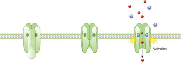 Mempro™ Cell-Free Ion Channel Superfamily Production