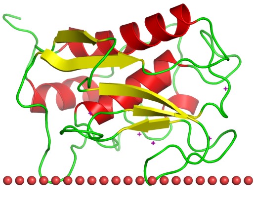 Mempro™ Cell-Free Peptidase MA Production