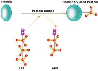 Mempro™ Cell-Free Protein Kinase Superfamily Production