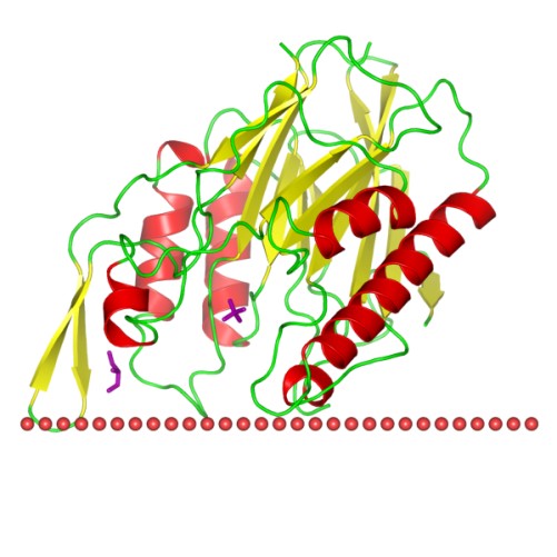 Mempro™ DNase I-Like Protein Production Using Virus-Like Particles