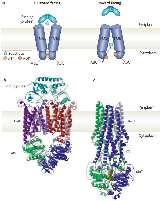 Mempro™ Detergent-Free ABC Transporters Production