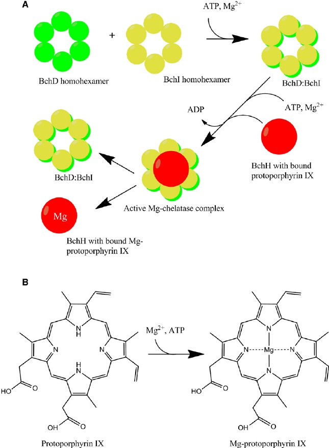 Mempro™ Detergent-Free Chelatase Production