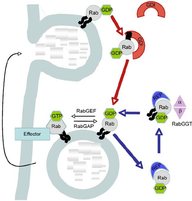 Mempro™ Detergent-Free FAD/NAD(P)-binding Domain Production