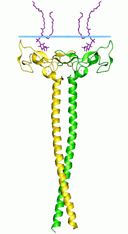 Mempro™ Detergent-Free FYVE Zinc Finger Protein Production