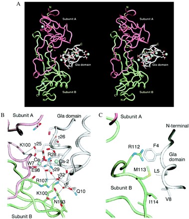 Mempro™ Detergent-Free GLA-Domain Protein Production