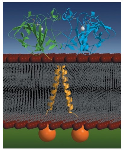 Mempro™ Detergent-Free Hypoxia-induced Proteins Production