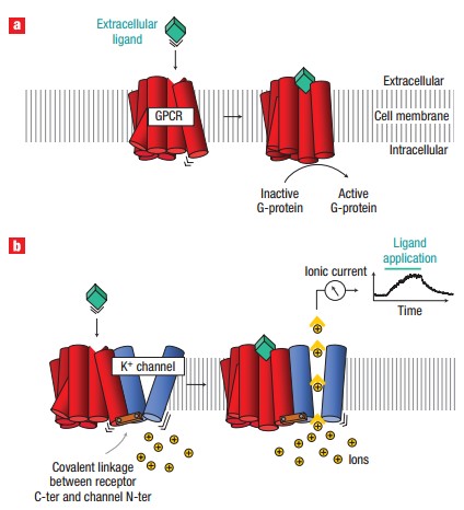 Mempro™ Detergent-Free Ion Channels Superfamily Production