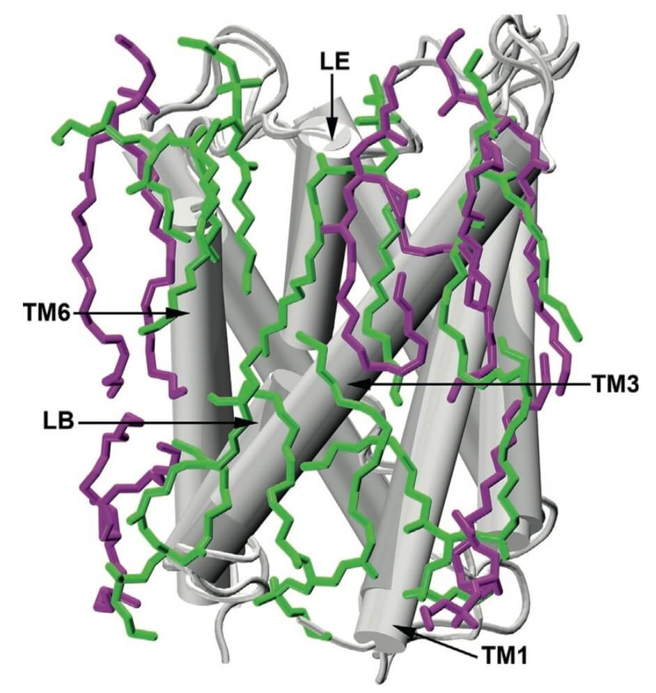 Mempro™ Detergent-Free Major Intrinsic Protein (MIP)/FNT Superfamily Production