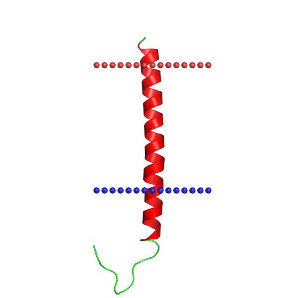 Mempro™ Detergent-Free Peptidase AD Production