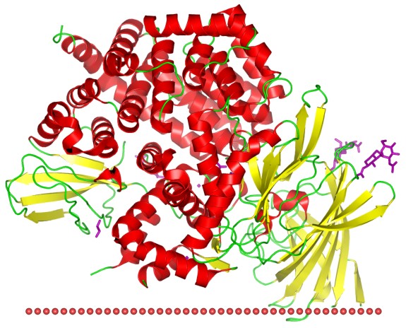 Mempro™ Detergent-Free Peptidase MA Production