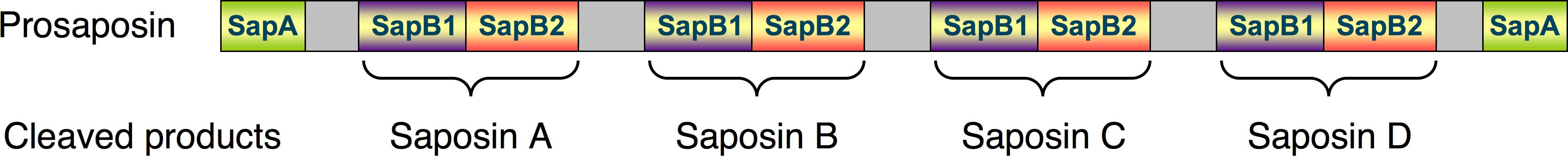 Mempro™ Detergent-Free Saposin Production